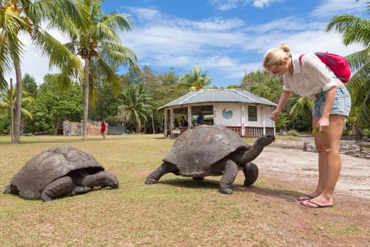 Female tourist woman feeding and admiring big old Aldabra giant tortoises, Aldabrachelys gigantea, in National Marine Park on Curieuse island, close to Praslin on Seychelles.