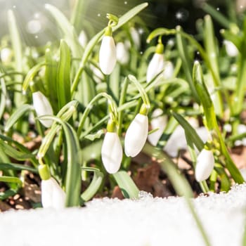 snowdrops on a meadow in march