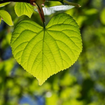 a green heart leaf in spring time