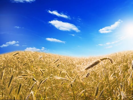 barley field, blue sky and sun in summer