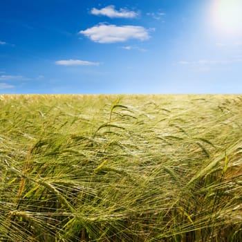 barley field, blue sky and sun in summer