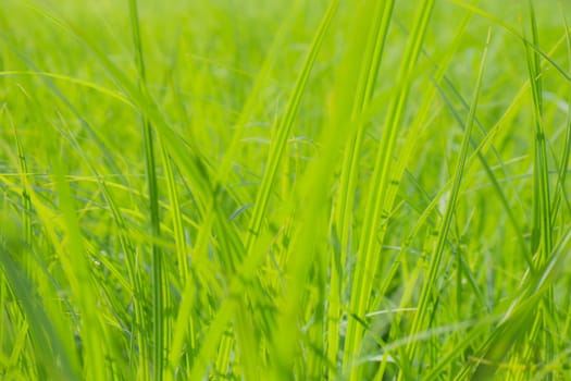 green grasses on a meadow in summer