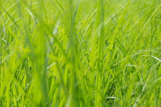 green grasses on a meadow in summer