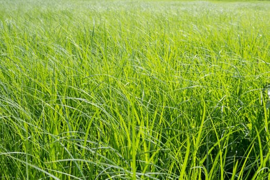meadow background, green grasses, summer time