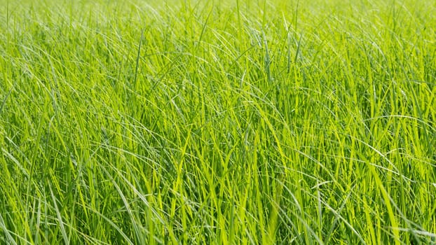 grasses texture, meadow in summer