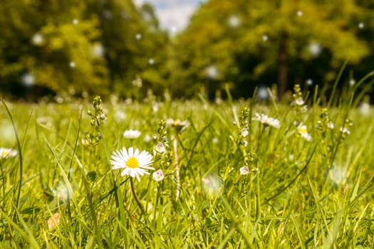 daisy on a meadow an pollen in sky in spring