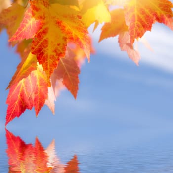 autumn leaves and water mirror with sunlight