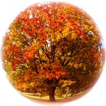 maple tree in a ball in autumn