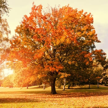 maple tree in autumn with sunlight (orange color)