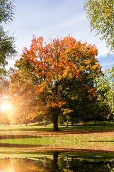 maple tree near a lake in autumn