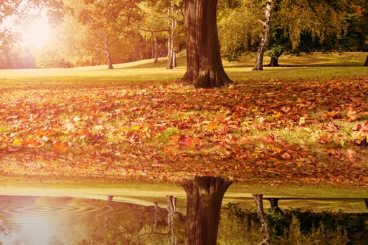 a lake and a maple tree in autumn time
