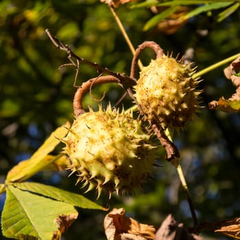 chestnuts on the tree