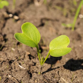 little plant on a field