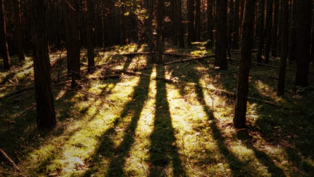 sunlight on forest floor (blurred)