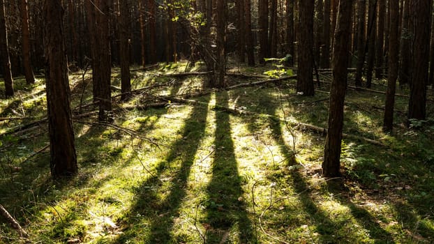 light on forest floor in a magic forest
