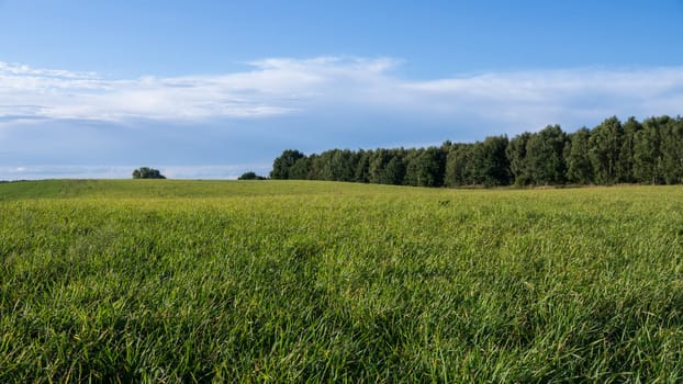 meadow, trees and blue sky in summer