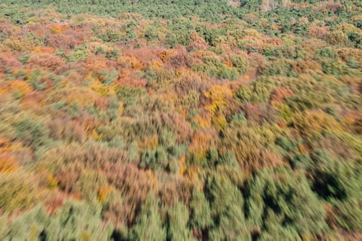 autumn forest from helicopter perspective
