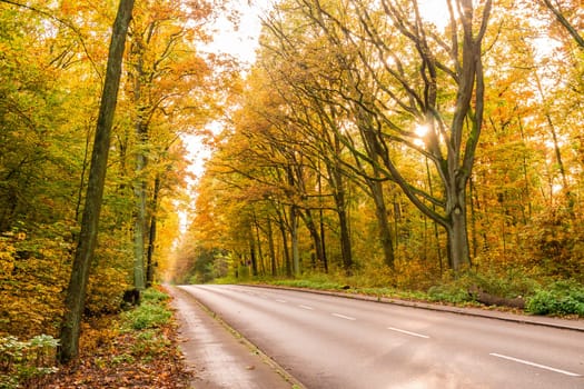 a road in a forest in autumn