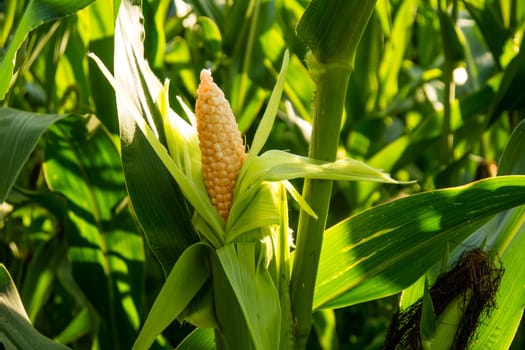corn cob on a field in summer