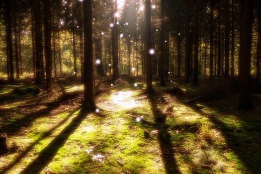 sunlight in a magic forest