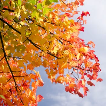 beatiful branch of a tree in autumn on a sunny day