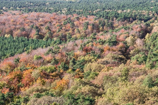 forest in autumn from bird's-eye view