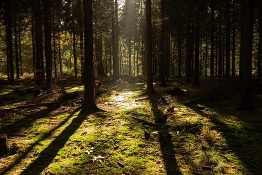 sunbeam in a forest in late summer