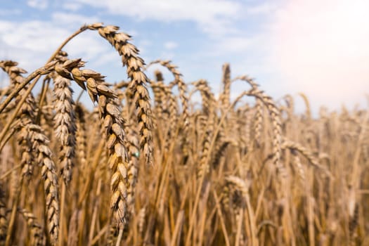 wheat ear with blue sky and sunlight