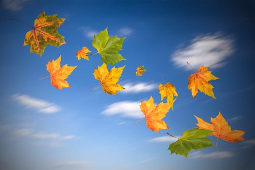 flying autumn leaves in blue sky