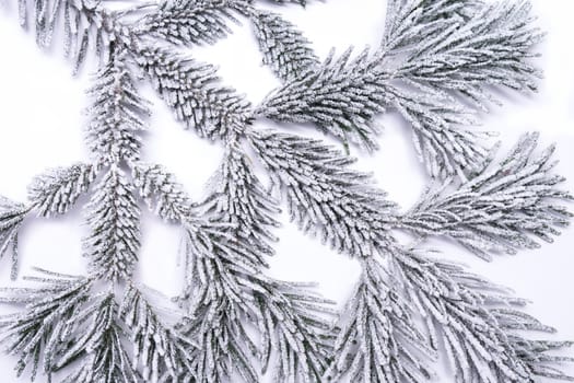 frozen pine branch on white background
