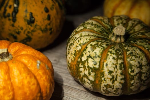 pumpkins still life in evening light