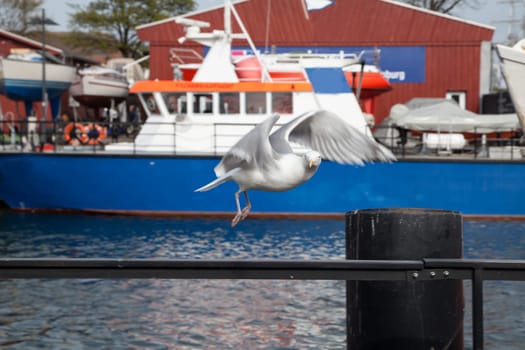 sea gull flying at harbor