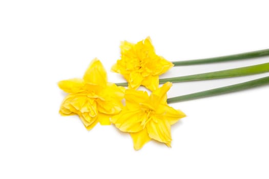 daffodils on a white background