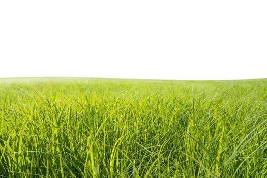 green meadow and white background