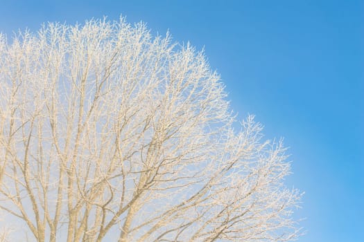 Nice winter weather scenery at frosty morning with frozen tree branches against cloudless bright blue sky