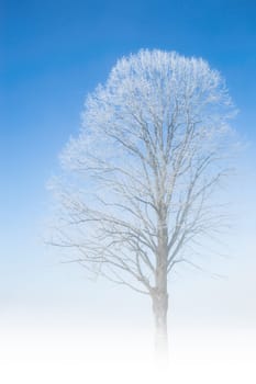 Frozen tree frosty twigs on snowbound snowfield scene with misty fog haze at nice weather winter snowy morning