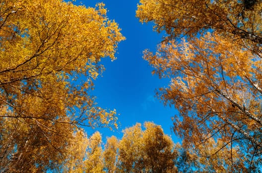 Golden autumn in the month of October in a beautiful forest