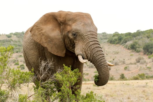 Bush Elephant standing behind the bushes and eating his grass.