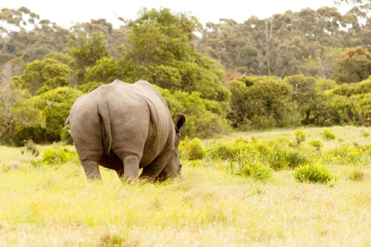 The backside view of a rhino eating grass in the field.