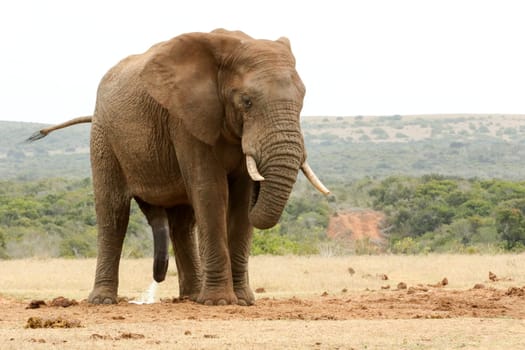 Bush Elephant standing with his head down and tail in the air.