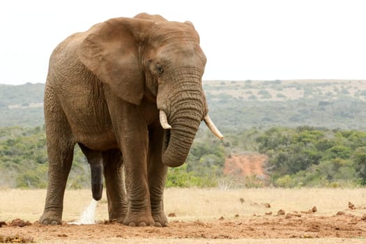 Bush Elephant standing with his head down - please need some privacy.