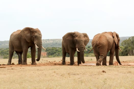 Bush Elephant showing who's the boss at the watering hole