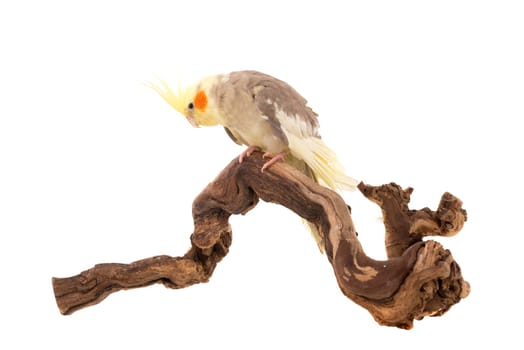 Beautiful Cockatiel posing in a branch isolated in white