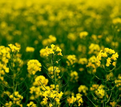 rape during the blossoming period, a subject the nature