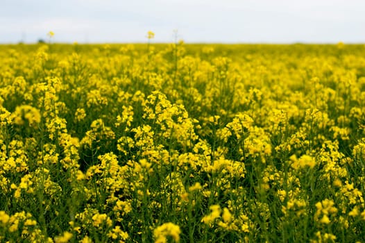 the field of rape during the blossoming period, a subject the nature