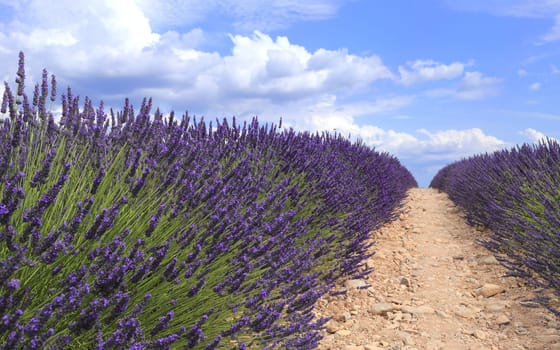 Lavender field viewed from ground in Provence. Valensole, Provence, France, Europe.