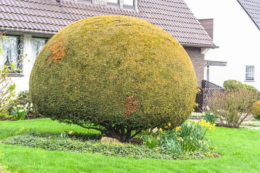 Tree of life or thuja in the front garden of a house..