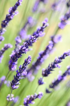 Lavender flowers background with swallow depth of field