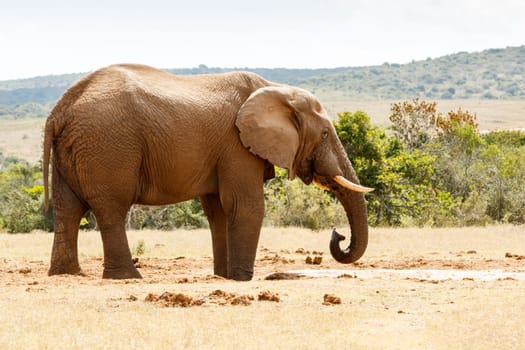 African Bush Elephant Drinking Water at the dam.
