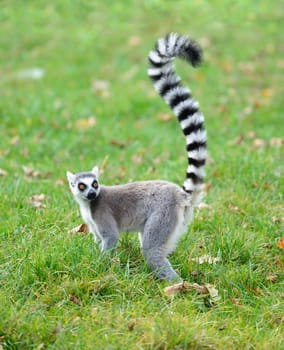 One ring tailed lemur (Lemur catta) in the grass